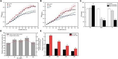 Rhamnolipid Enhances the Nitrogen Fixation Activity of Azotobacter chroococcum by Influencing Lysine Succinylation